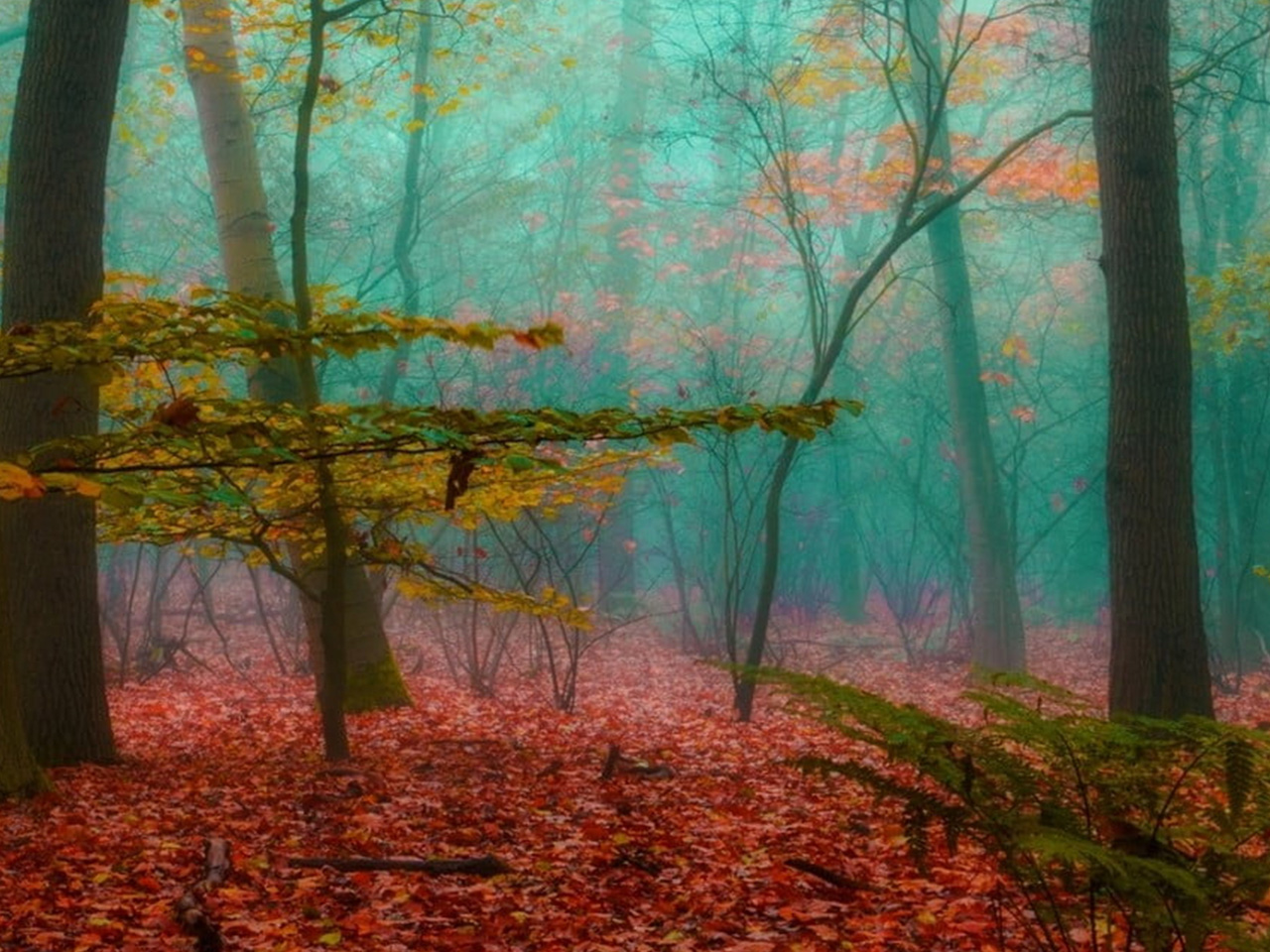 La forêt dans nos têtes @ Villefranche-sur-Saône