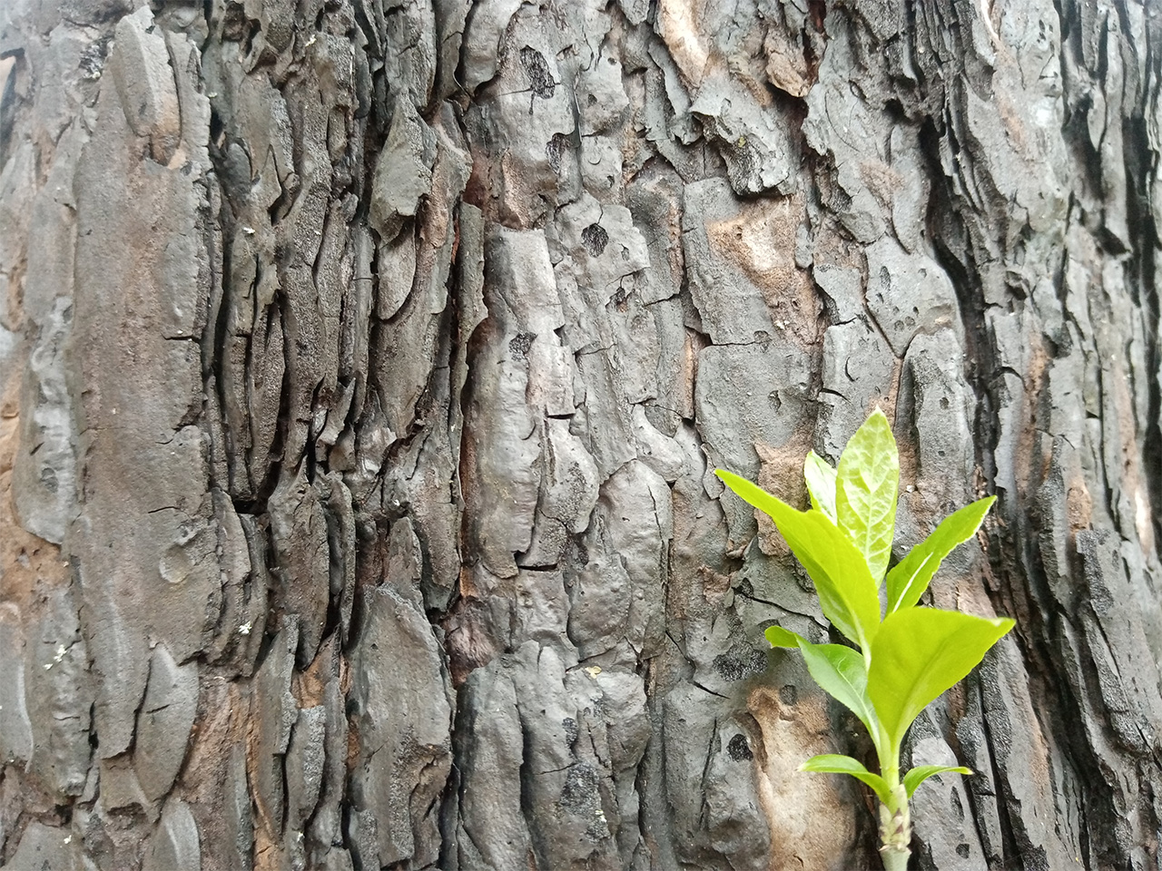 Feu la forêt @ Thizy-les-Bourgs