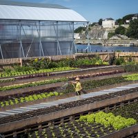 le potager de la cantine @ nantes