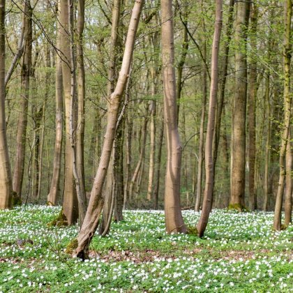 Promenons-nous dans les bois @ Auditorium Henri Dutilleux