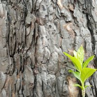 feu la foret @ thizy-les-bourgs