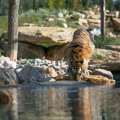 Agenda Parc animalier de La Barben - La Barben