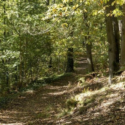 Agenda Forêt de Fausses Reposes - Chaville